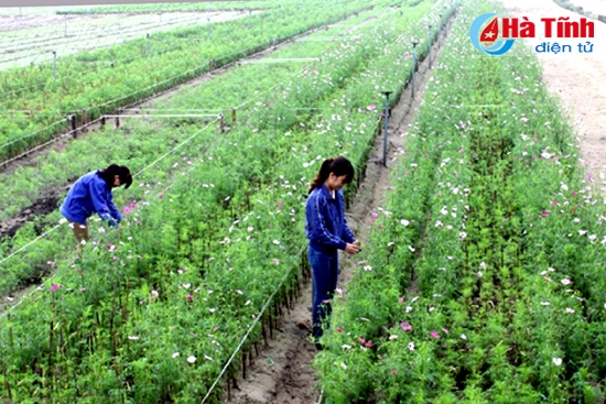 Hoa ngũ sắc bắt đầu bung nở trên cát trắng Thạch Văn