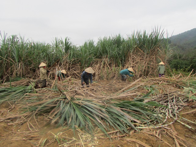 Bà con nhân dân thu hoạch mía