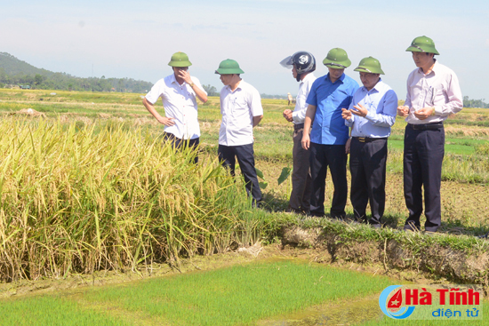 tap trung thu hoach lua xuan gieo cay lua he thu dung thoi vu