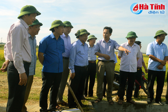 tap trung thu hoach lua xuan gieo cay lua he thu dung thoi vu