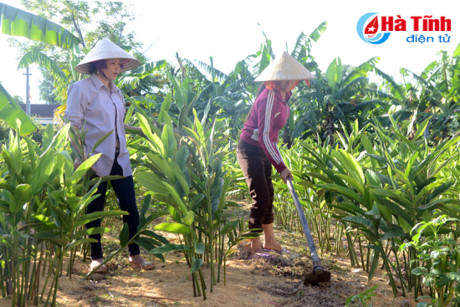 Cây trồng bón phân vi sinh do các hội viên làm mang lại giá trị kinh tế cao hơn nhiều so với các loại phân thường dùng trước đây