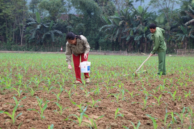 Vũ Quang: 455 ha ngô Đông phát triển tốt