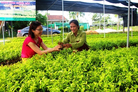 Mô hình vườn mẫu ươm cây giống chị Nguyễn Thị Hiền (thôn Bình Minh, Thạch Bình, TP Hà Tĩnh)