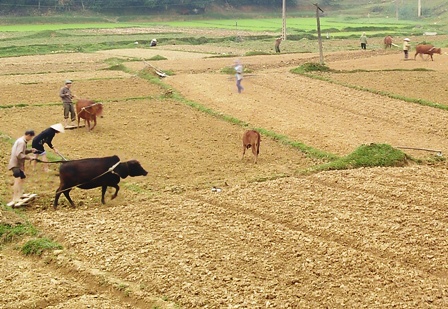 Vũ Quang: Hoàn thành gieo trỉa 100% diện tích lạc, ngô vụ xuân