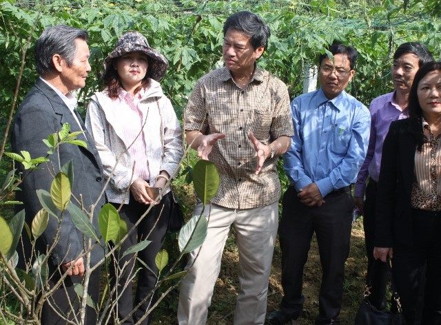 Lãnh đạo Sở KH&CN kiểm tra vườn mẫu thuộc dự án "Ứng dụng tiến bộ khoa học và công nghệ xây dựng mô hình vườn mẫu theo hướng nông nghiệp hữu cơ tại xã Cẩm bình - Cẩm Xuyên";                     Ảnh: QT