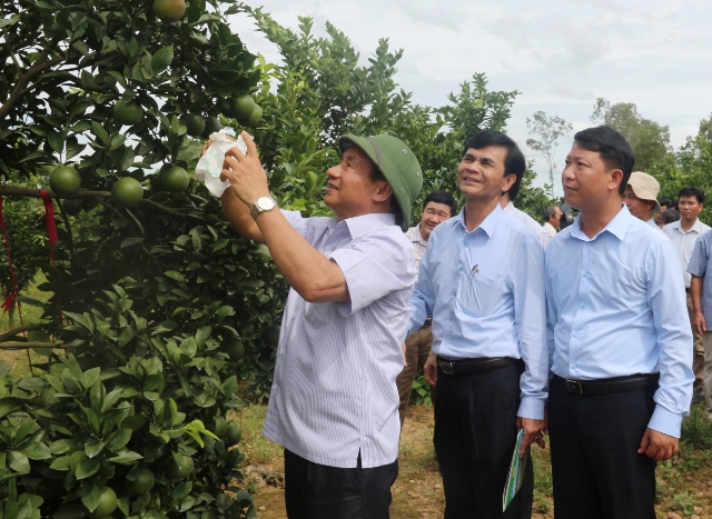 Bí thư Tỉnh ủy Lê Đình Sơn cùng đoàn công tác kiểm tra mô hình trồng 600 gốc cam, 2000 gốc thanh long hộ ông Lê Đình Lê Đình Điệp thôn Hồng Sơn, doanh thu dự kiến năm 2017 đạt 315 triệu đồng.