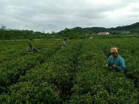 Bà con nhân dân xã Sơn Thọ tập trung thu hái chè búp tươi cuối vụ thu để kịp thời sao sấy, phục vụ thị trường tết Nguyên Đán 2018