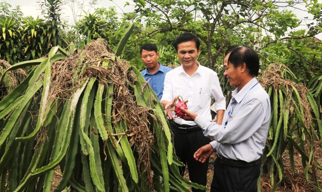 Chánh Văn phòng Điều phối NTM tỉnh Trần Huy Oánh kiểm tra mô hình vườn mẫu tại xã Quang Lộc