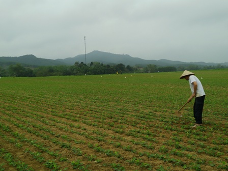 Vũ Quang: Tập trung chăm sóc lạc xuân