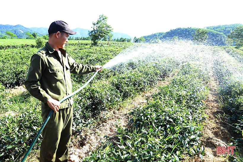 UBND tỉnh Hà Tĩnh chỉ đạo tập trung chống hạn cây trồng vụ hè thu và phòng, chống cháy rừng