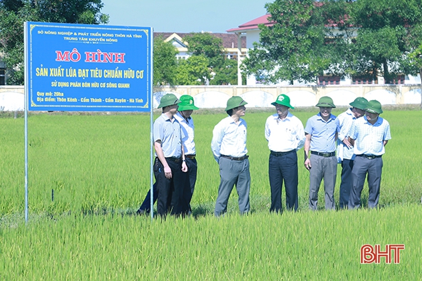 Hà Tĩnh thực hiện sản xuất 70 ha lúa theo tiêu chuẩn hữu cơ 