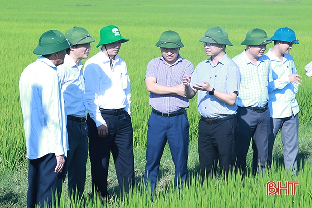 Hà Tĩnh thực hiện sản xuất 70 ha lúa theo tiêu chuẩn hữu cơ 