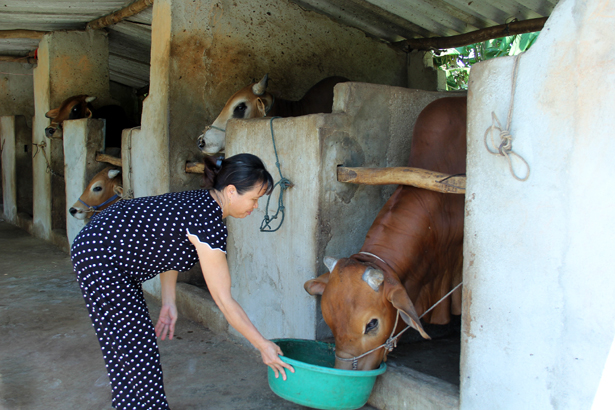 Lộc Hà quyết nâng chất” đàn bò, nâng cao giá trị sản xuất