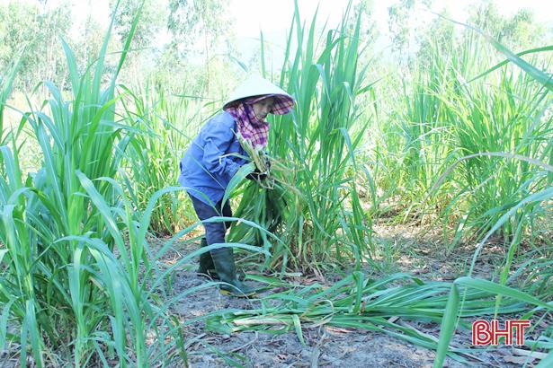 Lộc Hà quyết nâng chất” đàn bò, nâng cao giá trị sản xuất