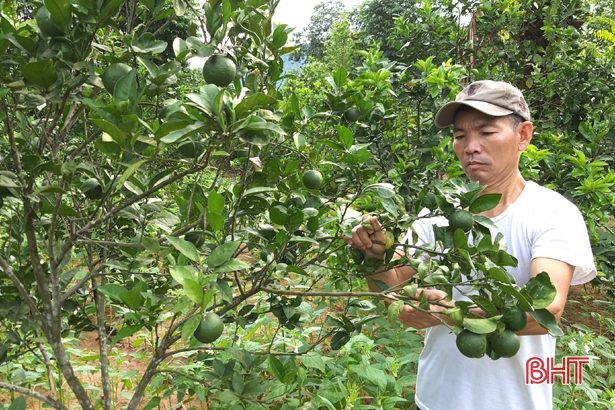 Những “kỹ sư chân đất” làm vườn mẫu ở huyện miền núi Hà Tĩnh