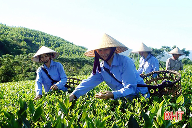 Khai thác tiềm năng 3 vùng sinh thái, nâng cao giá trị cho nông sản Kỳ Anh