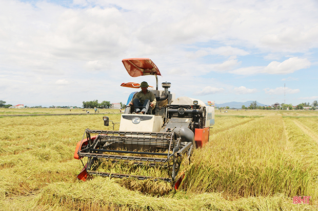 Mênh mông một biển lúa vàng…