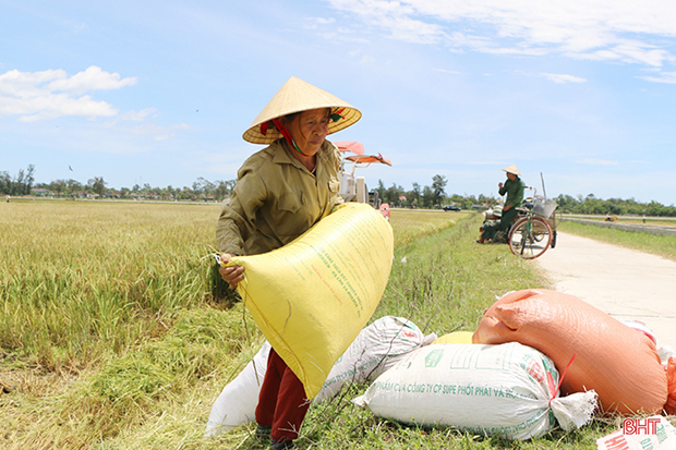 Mênh mông một biển lúa vàng…