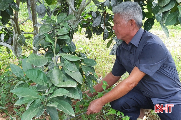 Những “kỹ sư chân đất” làm vườn mẫu ở huyện miền núi Hà Tĩnh