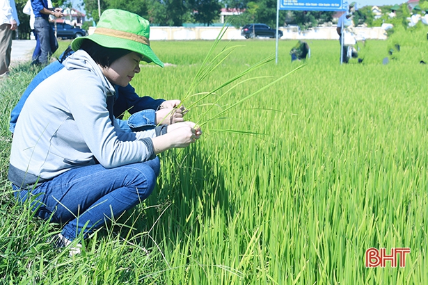 Sản xuất hữu cơ ở Hà Tĩnh: Lấy chất lượng để “chiều lòng” thị trường!