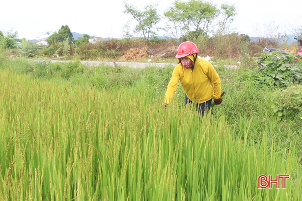 Hồ, đập “no” nước, cây trồng “cắt hạn” sau đợt mưa lớn ở Hà Tĩnh