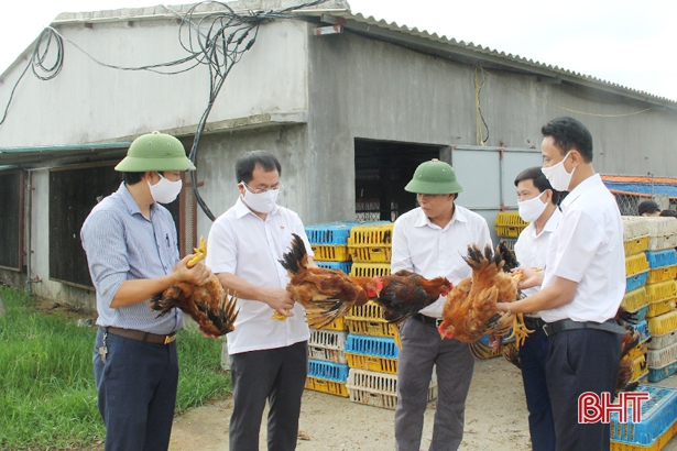 Trại gà “khủng” giúp hợp tác xã vùng biển Hà Tĩnh “bỏ túi” 1,5 tỷ đồng/năm