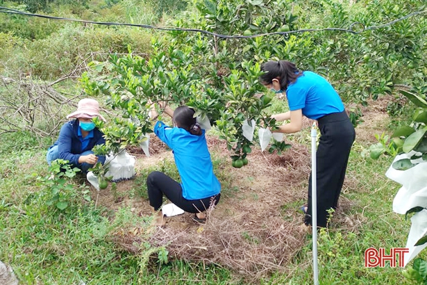 Hỗ trợ thanh niên Hà Tĩnh phát triển kinh tế trong mùa dịch