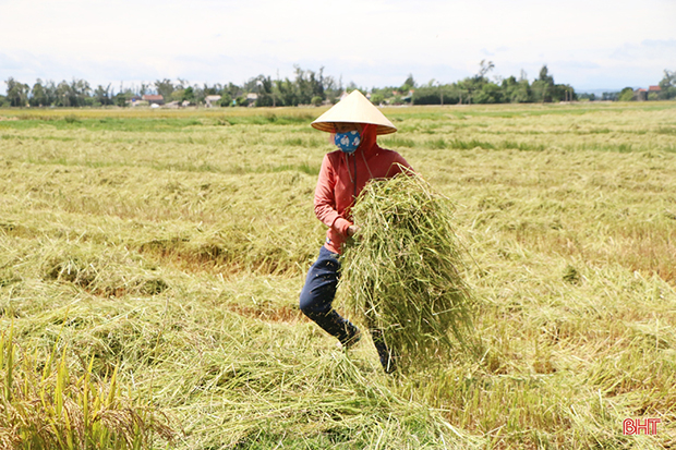 Mênh mông một biển lúa vàng…