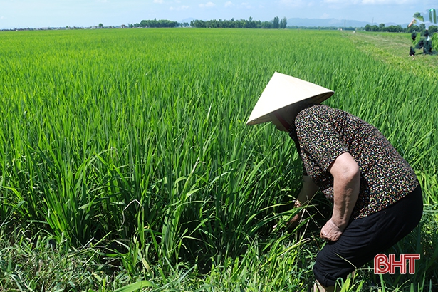 Sản xuất hữu cơ ở Hà Tĩnh: Lấy chất lượng để “chiều lòng” thị trường!