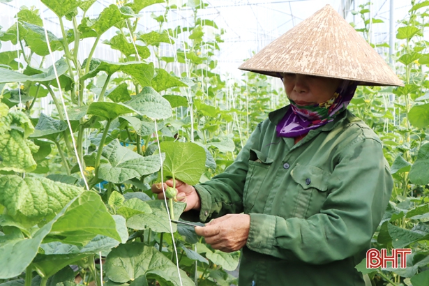 Chính sách “tiếp sức” người dân xứ Cẩm trồng dưa lưới trong nhà màng