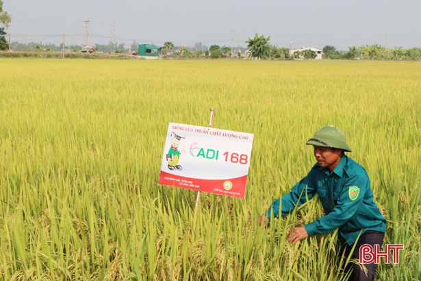 ADI 168 chất lượng cao, thích nghi tốt với Hà Tĩnh