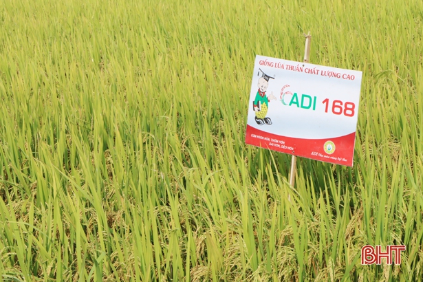 ADI 168 chất lượng cao, thích nghi tốt với Hà Tĩnh