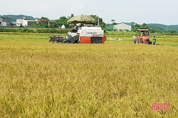 Hà Tĩnh khẩn trương thu hoạch nhanh vụ hè thu, phấn đấu hoàn thành trước 10/9