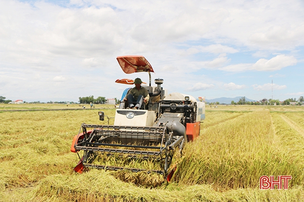 Hà Tĩnh khẩn trương thu hoạch nhanh vụ hè thu, phấn đấu hoàn thành trước 10/9