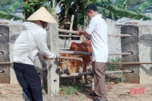 Khống chế bệnh lở mồm long móng trên gia súc ở xã ven biển Hà Tĩnh