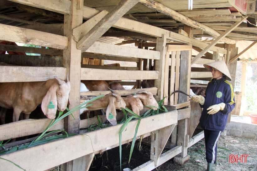 Dê Boer mở hướng chăn nuôi mới cho người dân miền núi Hà Tĩnh