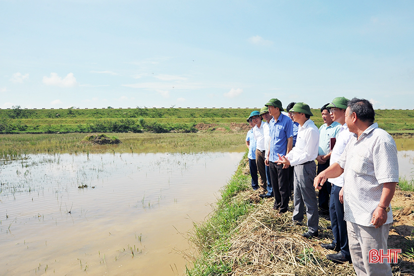 Hà Tĩnh lấy kinh nghiệm nông dân làm nền tảng xây dựng mô hình trồng lúa trên ruộng rươi