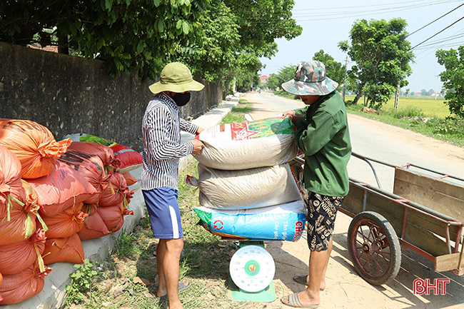 Thu mua lúa tại chân ruộng Hà Tĩnh, cả 2 cùng có lợi