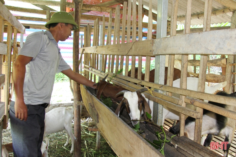 Dê Boer mở hướng chăn nuôi mới cho người dân miền núi Hà Tĩnh