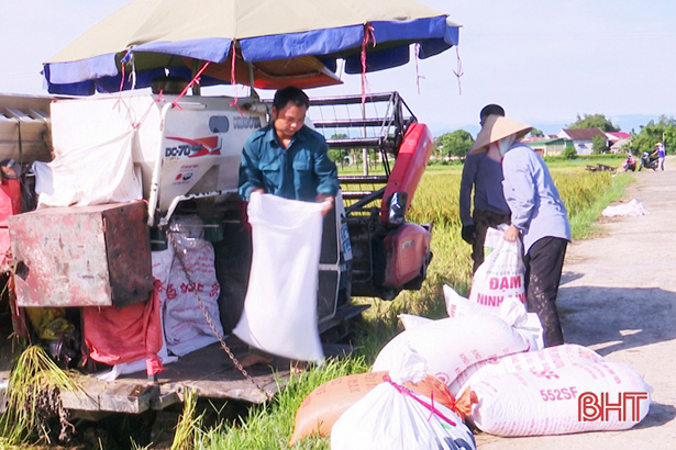 Đức Thọ sản xuất lúa chất lượng cao, thương lái thu mua ngay tại ruộng