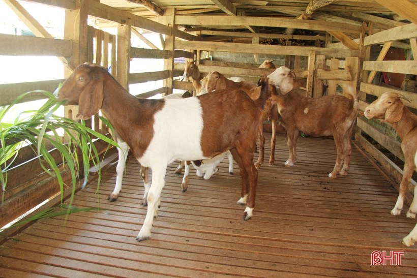 Dê Boer mở hướng chăn nuôi mới cho người dân miền núi Hà Tĩnh