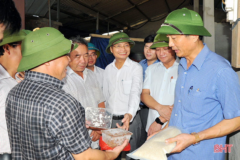 Hà Tĩnh lấy kinh nghiệm nông dân làm nền tảng xây dựng mô hình trồng lúa trên ruộng rươi