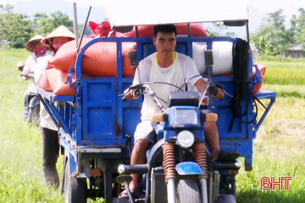 Đức Thọ sản xuất lúa chất lượng cao, thương lái thu mua ngay tại ruộng