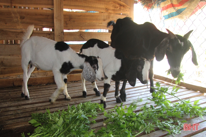 Dê Boer mở hướng chăn nuôi mới cho người dân miền núi Hà Tĩnh