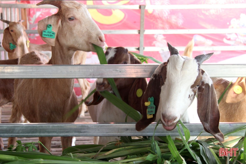 Dê Boer mở hướng chăn nuôi mới cho người dân miền núi Hà Tĩnh