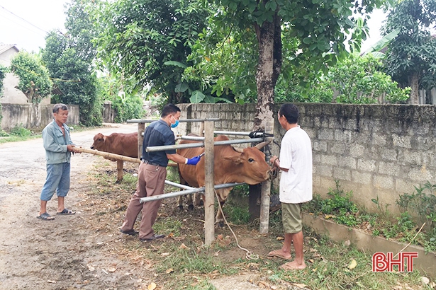 Hà Tĩnh phân bổ hơn 980 ngàn liều vắc-xin tiêm phòng gia súc, gia cầm