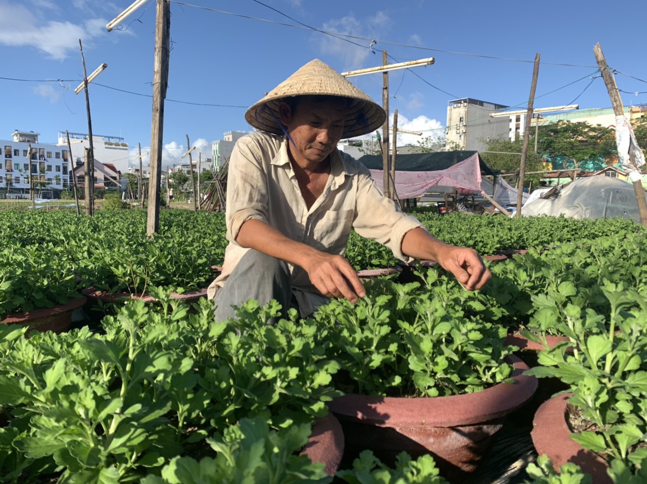 Số chậu cúc bị hư hại sau bão của ông Đỗ Văn Dưỡng (phường Mỹ An, quận Ngũ Hành Sơn) đã được khắc phục và sẵn sàng cho vụ Tết. Ảnh: VGP/Minh Trang