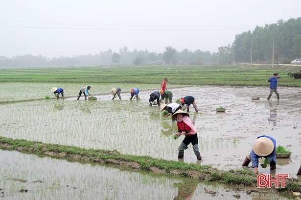 Nông dân Hà Tĩnh chủ động chống rét cho mạ và lúa xuân