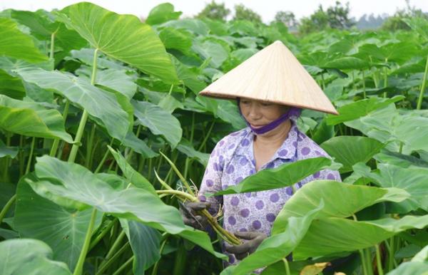 thu nhap cao nho chuyen doi mo hinh trong lua sang trong khoai lay ngo