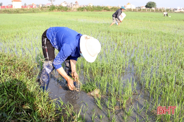 Gần 100 ha lúa bị ốc bươu vàng tấn công, nông dân TX Kỳ Anh chật vật dắm lúa mới